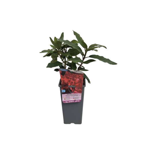Rhododendron (Azalee) Prinz Karneval 2L