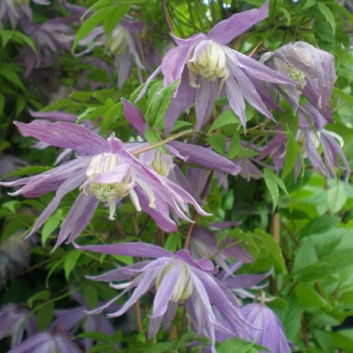 Botanische Clematis Violet Pink VOLL 4L Topf