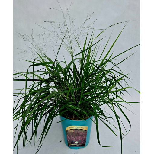 Rasen-Schmiele (Deschampsia cespitosa)  4l