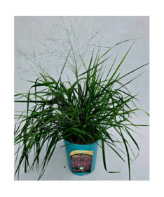 Rasen-Schmiele (Deschampsia cespitosa)  4l
