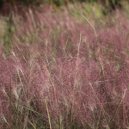 Rasen-Schmiele (Deschampsia cespitosa)  4l