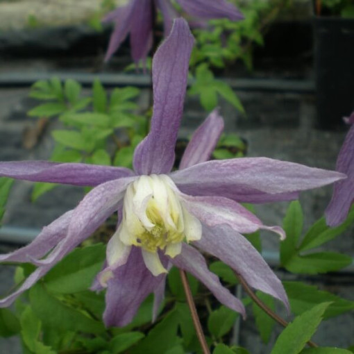 Botanische Clematis Violet Pink VOLL 4L Topf