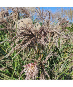 Chinaschilf ‘Dread Locks'  4l