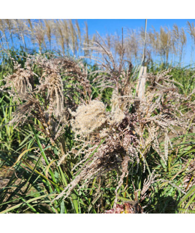 Chinaschilf ‘Dread Locks'  4l