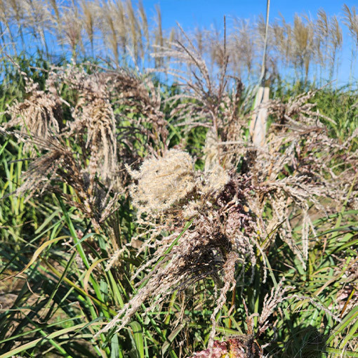 Chinaschilf ‘Dread Locks'  4l