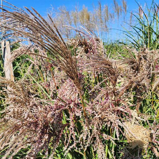 Chinaschilf ‘Dread Locks'  4l