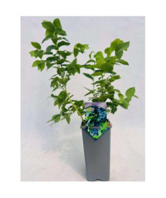 Kulturheidelbeere Eliot 2L