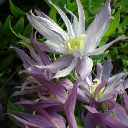 Botanische Clematis Violet Pink VOLL 4L Topf