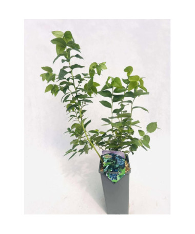 Kulturheidelbeere Eliot 2L