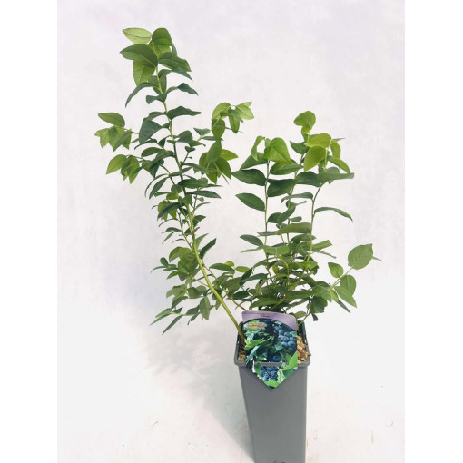 Kulturheidelbeere Eliot 2L