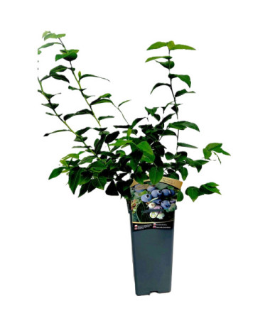 Kulturheidelbeere Hanna Choice 2L