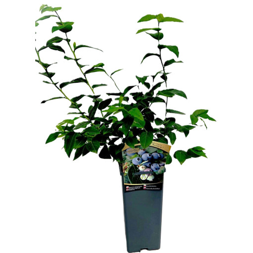 Kulturheidelbeere Hanna Choice 2L