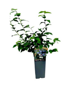 Kulturheidelbeere Hanna Choice 2L