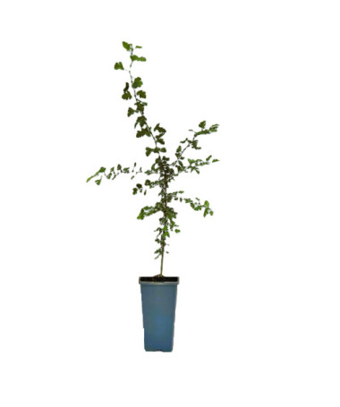 Eingriffliger Weißdorn 2L