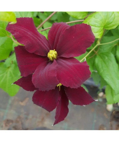 Clematis Westerplatte, 4L Topf