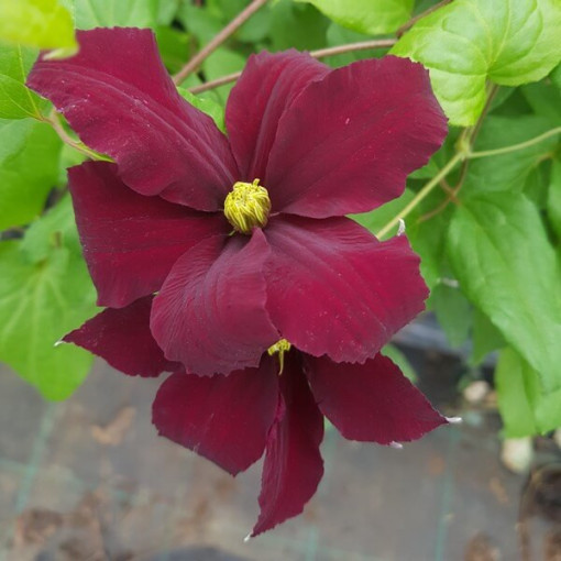 Clematis Westerplatte, 4L Topf