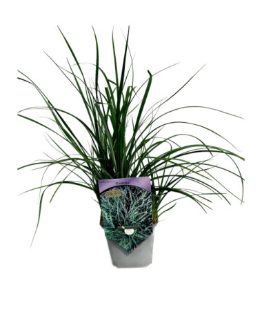 Segge ‘Pamira' P9/C1