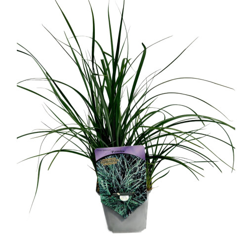 Segge ‘Pamira' P9/C1