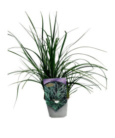 Segge ‘Pamira' P9/C1