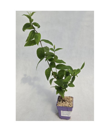 Deutzie ‘Strawberry Fields'