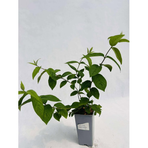 Deutzia × hybrida ‘Strawberry Fields' 2L