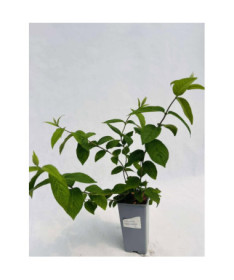 Deutzia × hybrida ‘Strawberry Fields' 2L