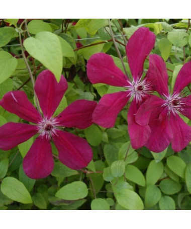 Clematis Westerplatte, 4L Topf
