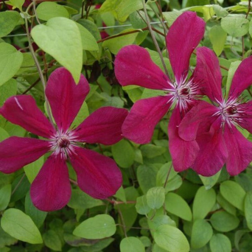 Clematis Westerplatte, 4L Topf