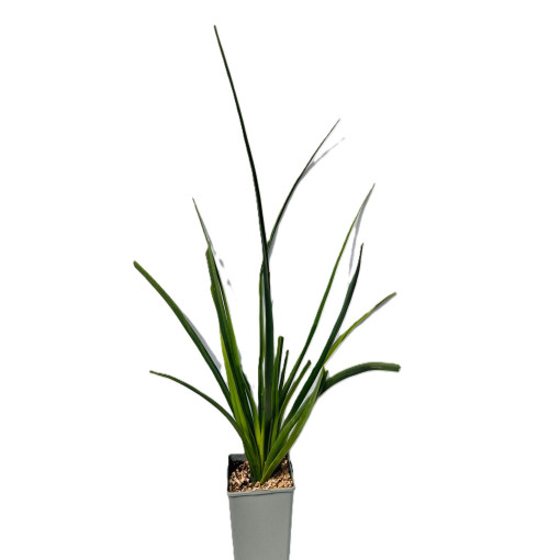 Fackellilie ‘Red Hot Poker'  C2