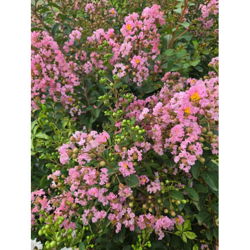 Indische Lagerstroemia (Prachtflieder) 2L