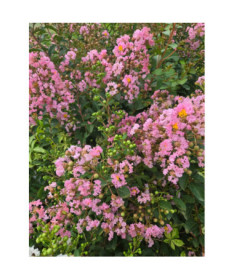 Indische Lagerstroemia (Prachtflieder) 2L