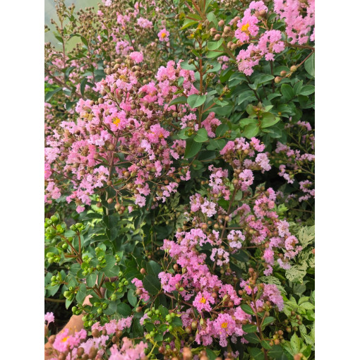Indische Lagerstroemia (Prachtflieder) 2L