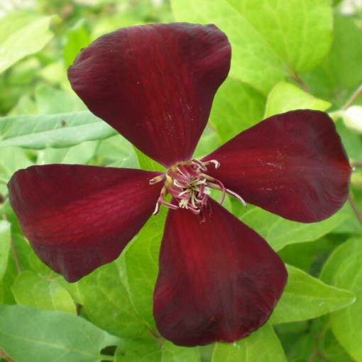 Clematis Westerplatte, 4L Topf