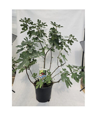 Echte Feige ‘Brown Turkey' / Ficus carica ‘Brown Turkey'20L