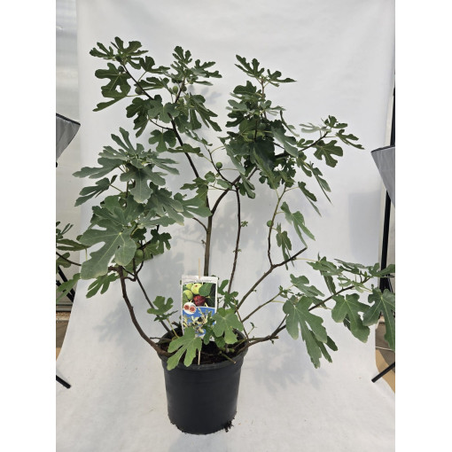 Echte Feige ‘Brown Turkey' / Ficus carica ‘Brown Turkey'20L