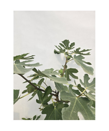 Echte Feige ‘Brown Turkey' / Ficus carica ‘Brown Turkey'20L