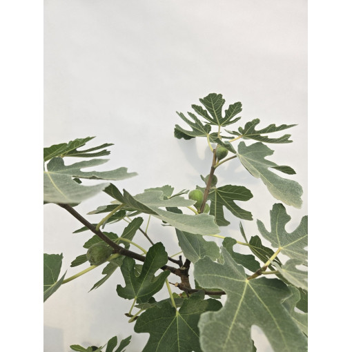 Echte Feige ‘Brown Turkey' / Ficus carica ‘Brown Turkey'20L