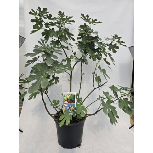 Echte Feige ‘Brown Turkey' / Ficus carica ‘Brown Turkey'20L