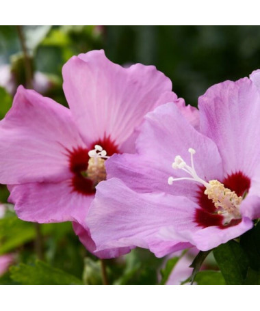Syrische Hibiskus (Hibiskus) 'Pink Giant'  4l