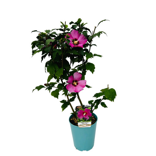 Syrische Hibiskus (Hibiskus) 'Pink Giant'  4l