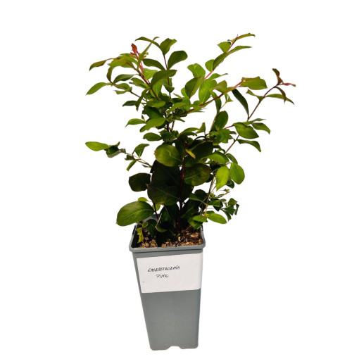 Indischer Flieder ‘Pink' 2L