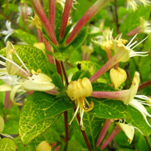 Japanische Geißblatt Aureoreticulata HALB-IMMORTAL, 4L Topf