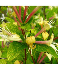 Japanische Geißblatt Aureoreticulata HALB-IMMORTAL, 4L Topf