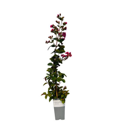 Indischer Flieder ‘Purple' 2L