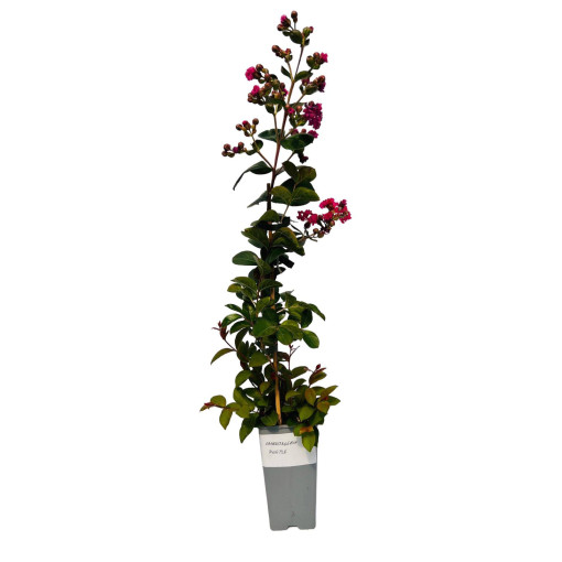 Indischer Flieder ‘Purple' 2L
