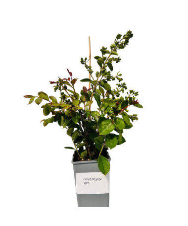 Indischer Flieder ‘Red' 2L