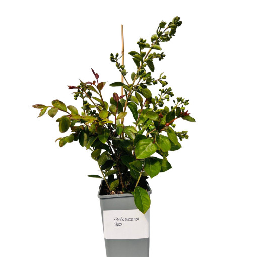 Indischer Flieder ‘Red' 2L