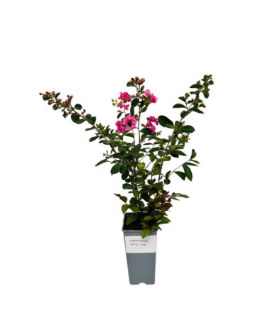 Indischer Flieder ‘Petite Pink' 2L