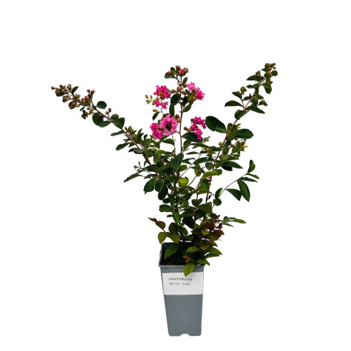 Indischer Flieder ‘Petite Pink' 2L