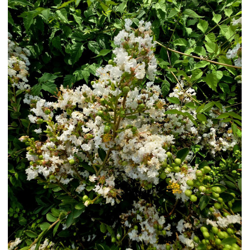 Lagerstroemia Indische Weiße (Kreppmyrte) Topf,  4l